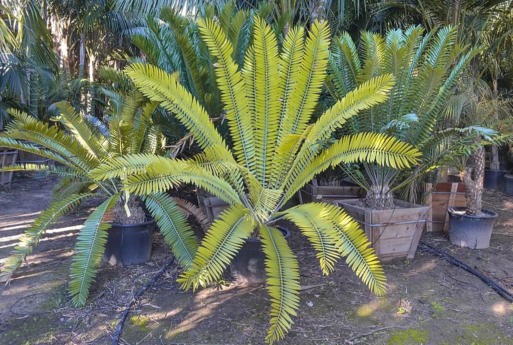 Encephalartos manikensis — Gorongowe Cycad — @ Sea Crest Nursery